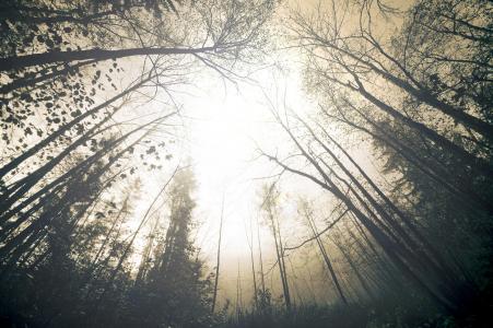 自然，树木，阴霾，雾，森林