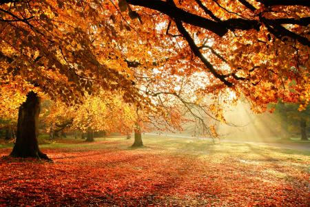 秋天，树木，自然，光，叶子