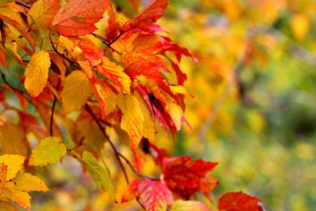 秋天，分支，叶子，宏，模糊的背景，黄色，红色