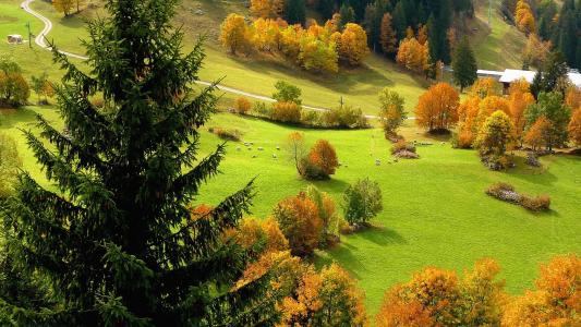 场，秋季，道路，树木，牧场，顶视图，景观