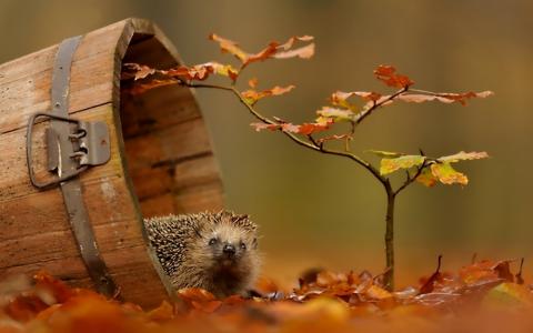 一个kadushka，一个刺猬，一棵树，落叶，秋天...