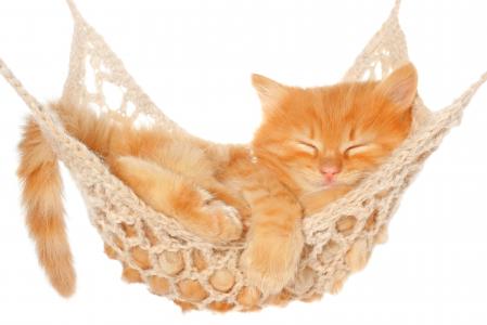 休息，吊床，猫，猫，梦想，小猫