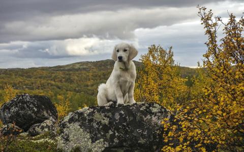 狗，石头，秋天