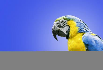 蓝黄色的金刚鹦鹉，鹦鹉，金刚鹦鹉，鸟