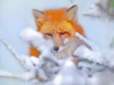 狐狸，红色，雪，冬天