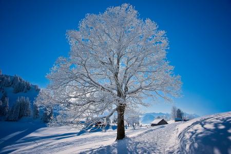 冬天，雪，树，房子，太阳