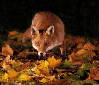草，叶子，秋天，晚上，狐狸