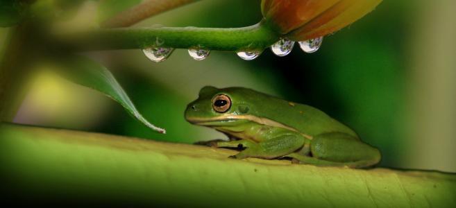 青蛙，植物，滴