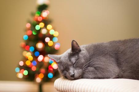 猫，灰色，猫，睡觉，树，枞树
