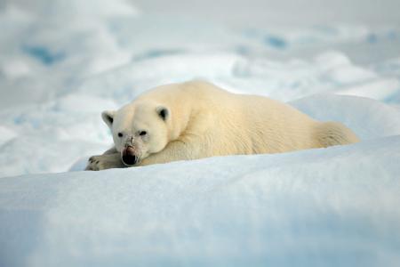 南极洲，浮冰，熊，白色，谎言，严重