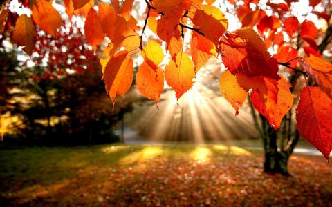 秋天，叶子，叶子，宏，模糊的背景，太阳，光线