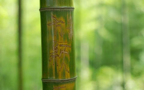 竹子，象形文字