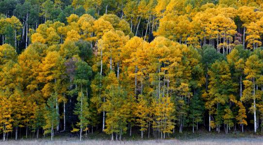 里奇韦，科罗拉多州，里奇韦，科罗拉多州，森林，树木，秋天