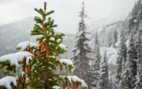冷杉，视锥细胞，山，雪，冬天，性质