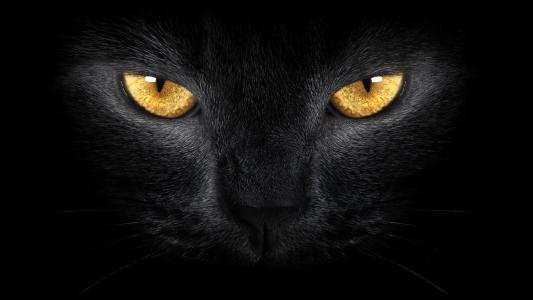 野生，黑猫，野生，黑猫，黄眼睛
