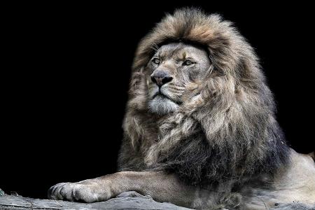 狮子，野兽之王，鬃毛，捕食者，猫
