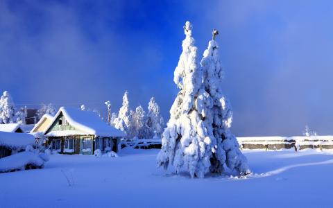 雪，枞树，树木，小房子，性质