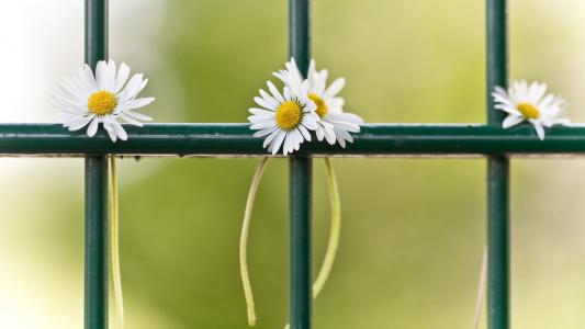雏菊，围栏，宏观