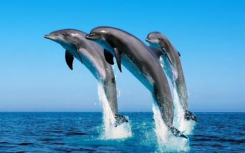 海豚，跳，海