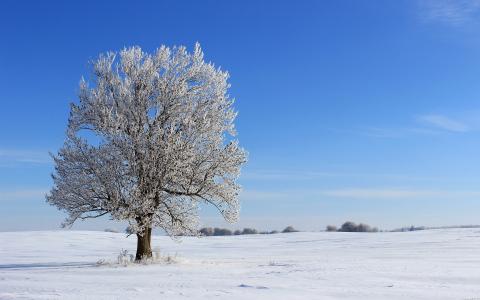 领域，树，冬天，景观