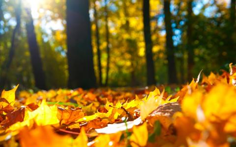 秋天，叶子，树木，模糊的背景，叶子，太阳