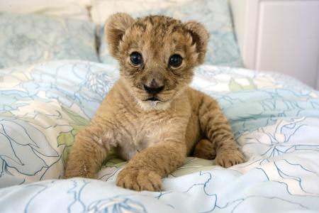 小狮子，床，宝贝