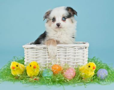 狗，复活节，鸡蛋，复活节彩蛋