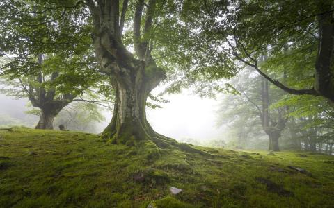 阴霾，大自然，英国，森林