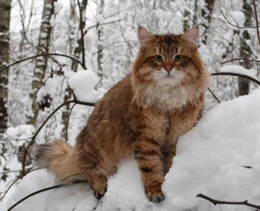 猫，树，冬天，雪，看，猫