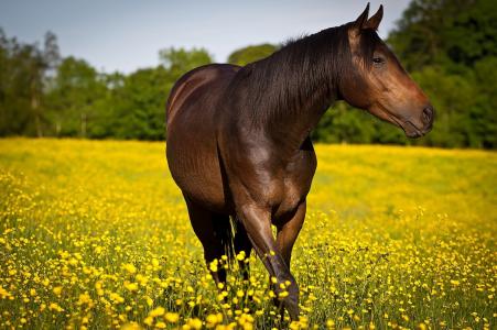 马，马，草地，鲜花