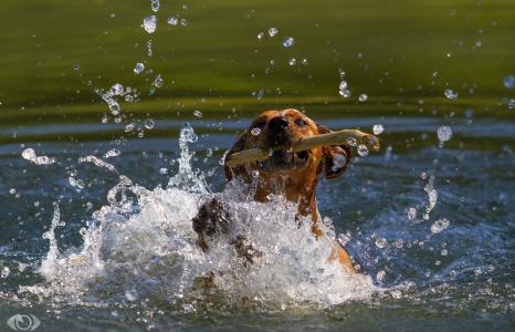 狗，狗，脸，嘴，棒，池塘，水，喷雾，游戏，运动，（c）OliverSeitz