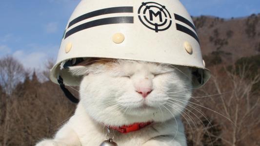 猫，头盔，搞笑，可爱，白，动物