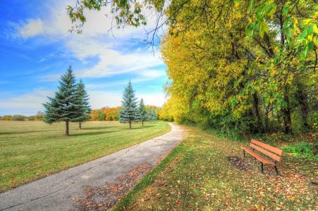 道路，秋季，公园，树木，景观