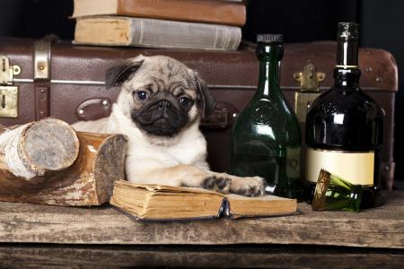 狗，手提箱，帕格，瓶，书