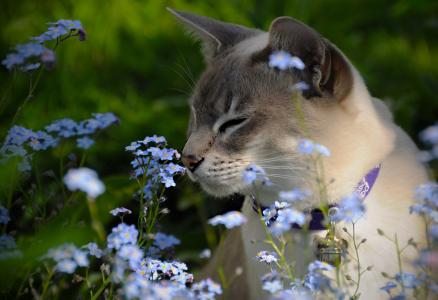 东京的猫，Tonkinise，鲜花，勿忘我