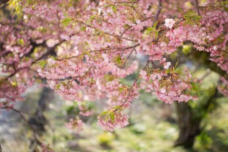 树，分支机构，叶子，花，粉红色，盛开，春天