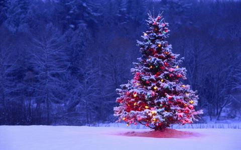 生活，圣诞节，枞树，假期，成功，圣诞树，保存