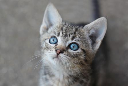 小猫，枪口，蓝色的眼睛