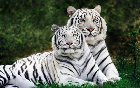 白色的老虎，白色的老虎