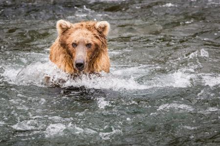 熊，灰熊，枪口，水，钓鱼