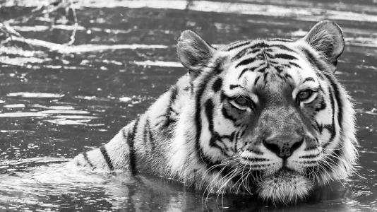 老虎，野猫，脸，水，洗澡，黑色和白色
