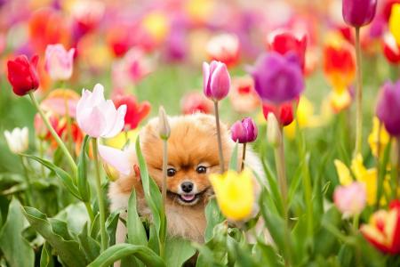狗，博美犬，郁金香，鲜花