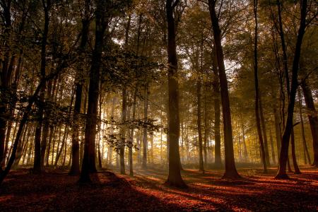 性质，秋季，森林，光