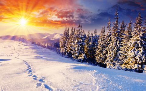 看着雪，日落，树木，雪景