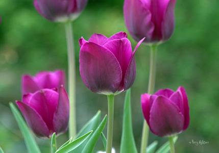 春天，紫罗兰色，郁金香，花园，宏