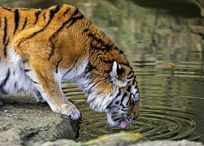 老虎，野猫，捕食者，浇水