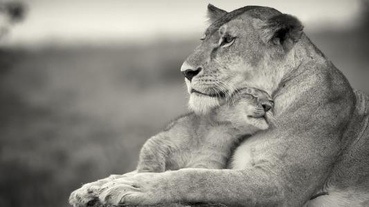 母亲，狮子