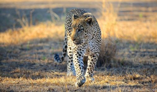 豹，野猫，捕食者，枪口，步行，非洲，热带草原