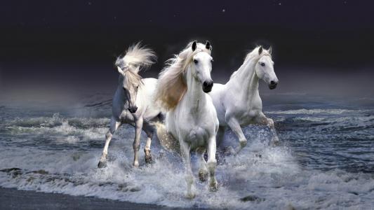 马，白色，海深处