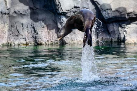 加利福尼亚海狮，跳跃，水，喷雾